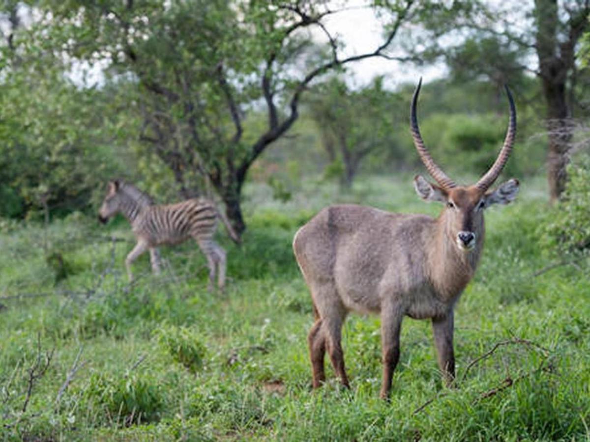 Ujabule Lodge Hoedspruit Esterno foto
